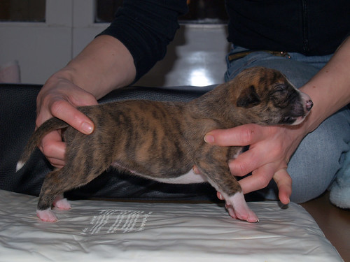 Whippet puppy 13 days: Animagi's Allocco