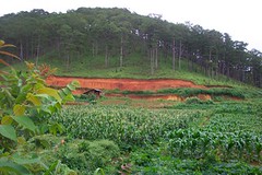 Looking across coffee fields in Vietnam