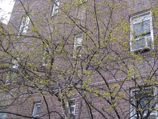 Signs of Spring Cobble Hill