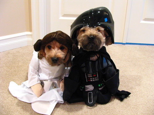 Halloween Costumes For Dogs And Cats