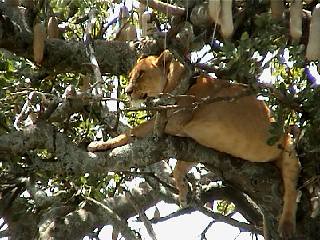 serengeti - lionne - arbre