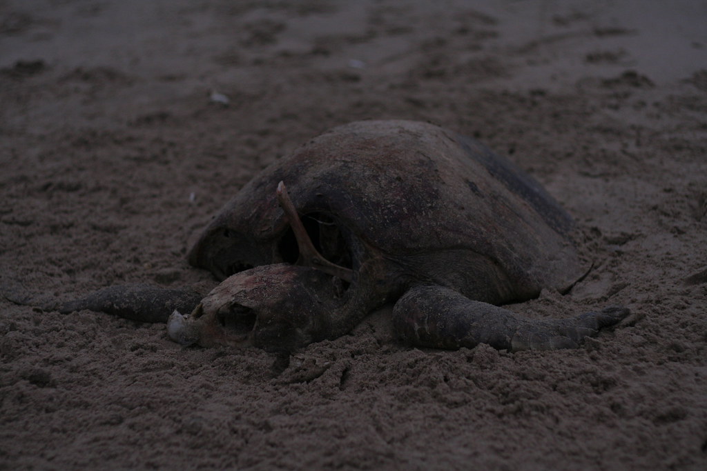 dead turtle