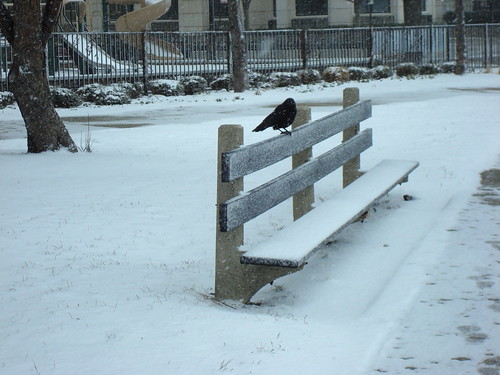 Black bird and white snow