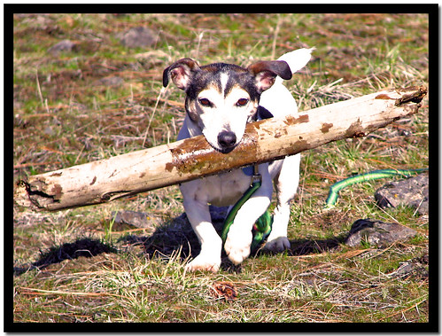 Little Dog...Heavy Stick
