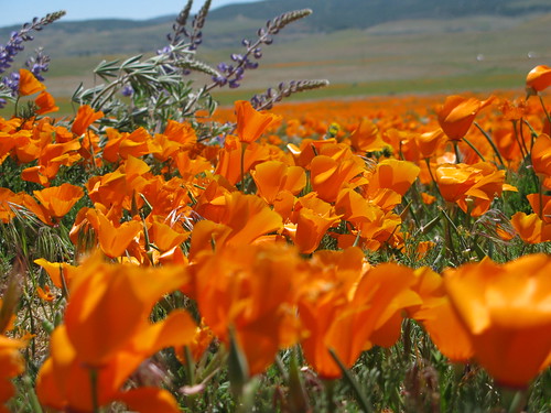 california poppy field. Valley California Poppy