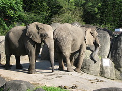 20090418-大象
