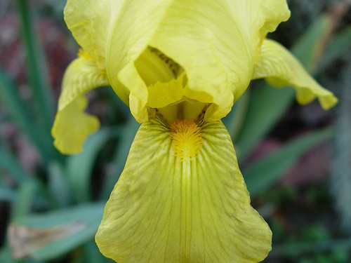 Yellow Iris3