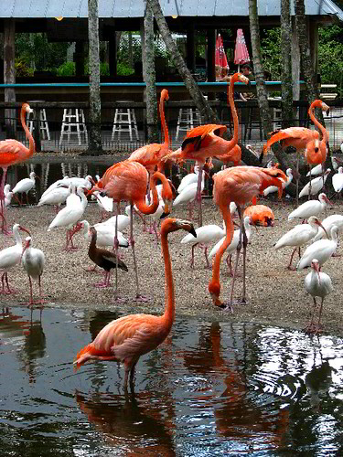 Photo of Flamingos in Florida Flamingo Gardens