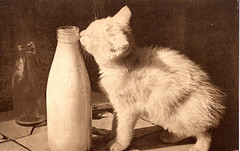 Kitty with Milk Bottle - old pc - Photochrom Co - Tunbridge Wells, Kent