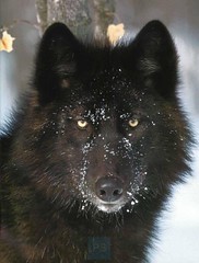 wolf07_black