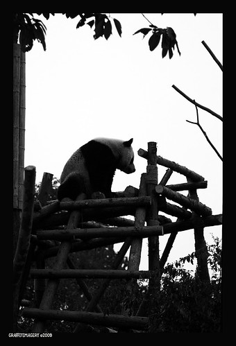 MY PANDA ADOPTION JOURNEY..CHENGDU PANDA BASE 2/08