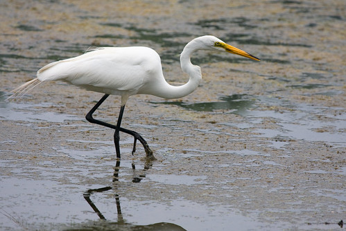 Egret by you.