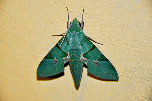 Mariposa verde (03)