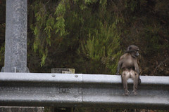 baboon waiting for something good to happen