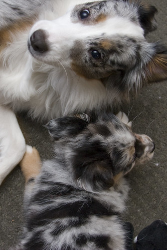 Two Pups (by JnL)