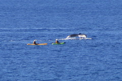 Whale watching via kayak