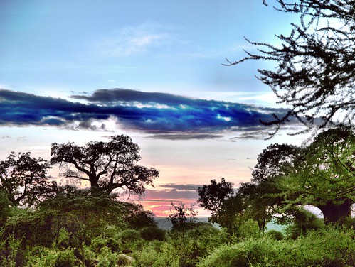En busca de la gran migración - Blogs de Tanzania - Segundo dia de viaje : Llegada a la selva. Tarangire (4)