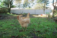 goldberry, our adopted chicken, with gilda, ba...