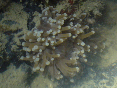 Coral-P1060664