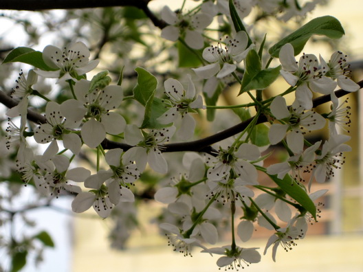 Slope Blossoms