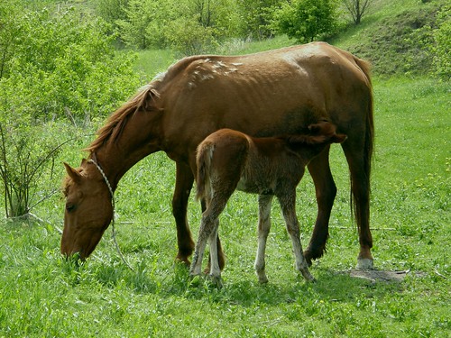 Filly and her Colt...