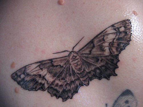moth tattoo. my new tattoo - Hypagyrtis unipunctata (one of my focal species 