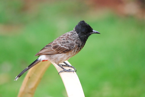 Red Vented Bulbul!!! by joshi1982.