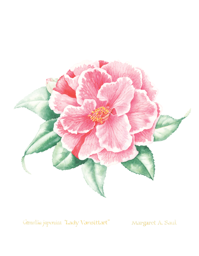 Camellia_1_image