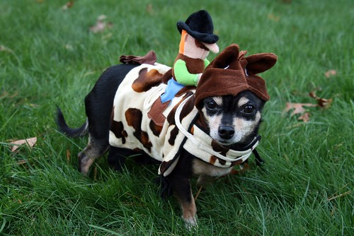 Scooter Masquerades as a Pinto Pony by *Michelle*(xena2542)-on/off flickr