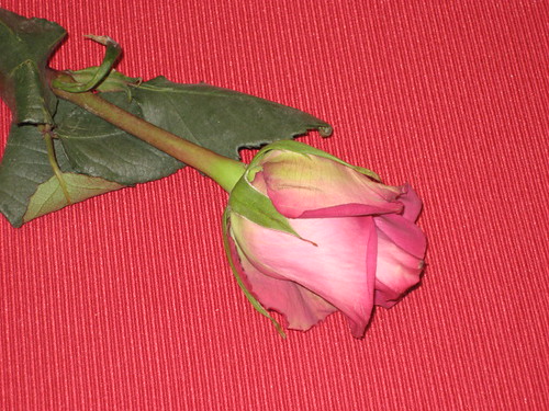 Random rose