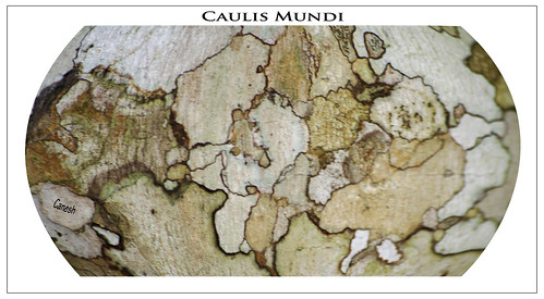 Caulis Mundi