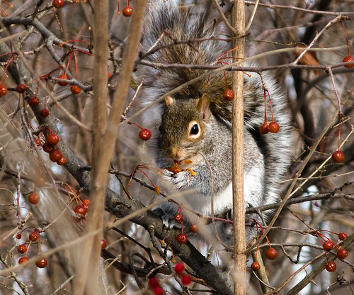 Squirrels in the Sunset Park: Close-up