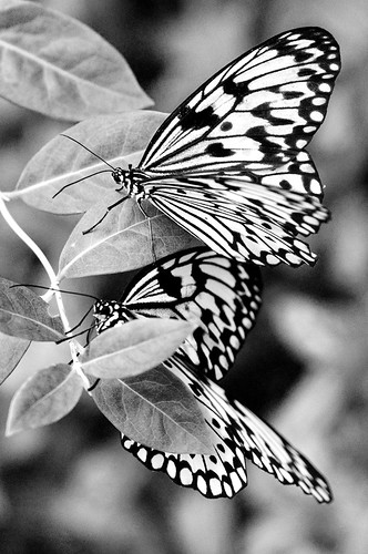 black and white patterns butterfly. Butterfly patterns