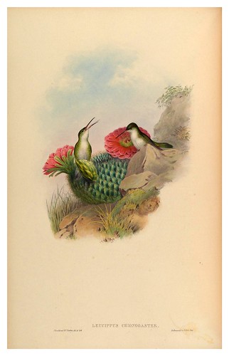 016-An introduction to the Trochilidae or family of humming-birds- Vol 5- 1861-John Gould