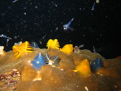 Crazy over Christmas Tree Worms