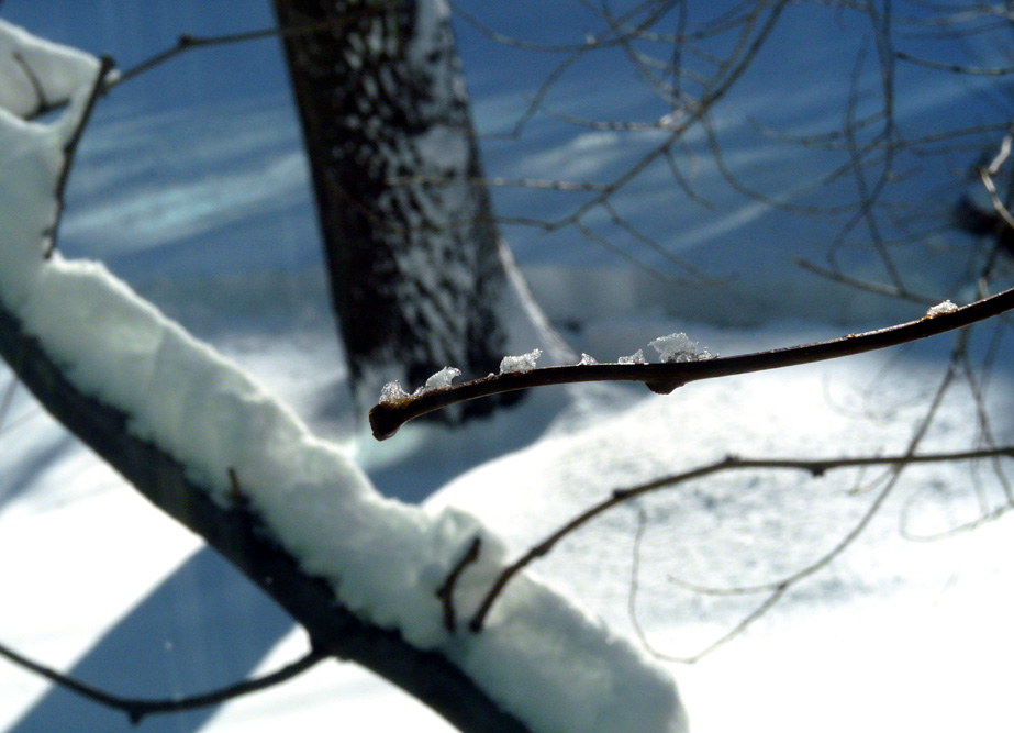 ice on tree bud