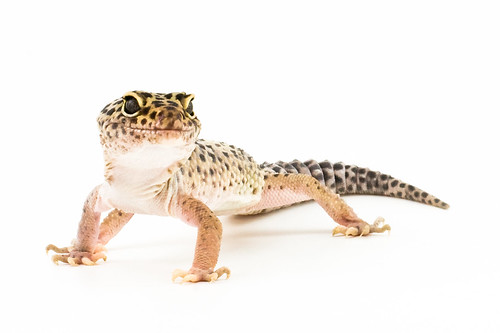 L Gecko (by JasonCross)