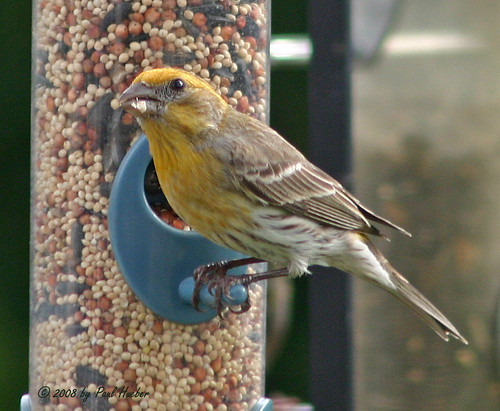 Finches In Florida. House Finch - yellow variant