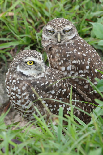 burrowing owls 1-26-08 025