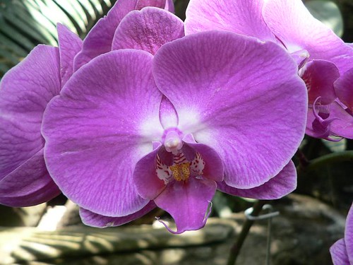 Lavendar Orchid