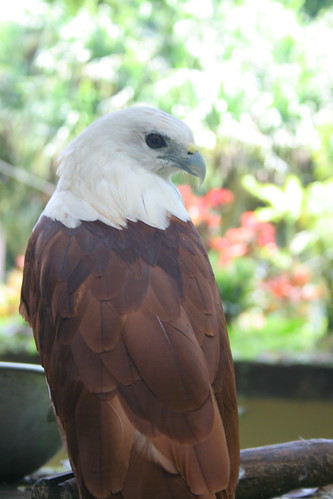 Lawin (Hawk) at the Philippine Eagle Center