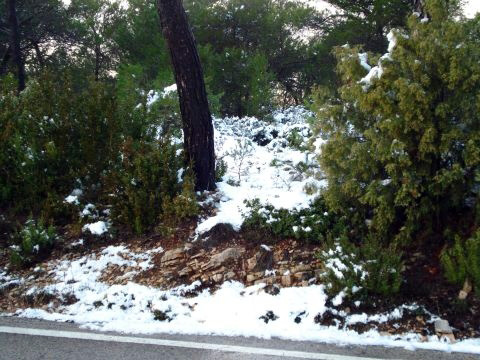 Primera nevada - La Llacuna