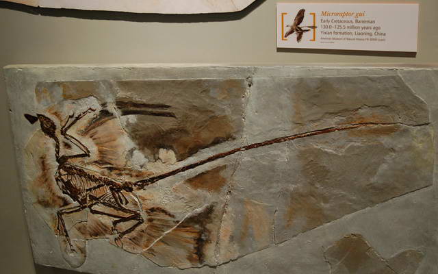 Microraptor: fossil specimen of Microraptor gui (American Museum of Natural History)