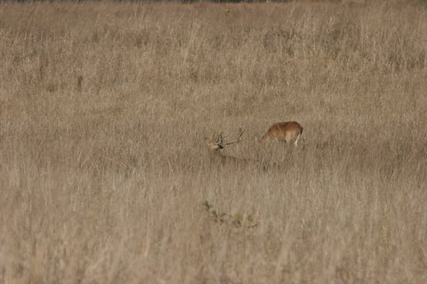 barasingha mating call( the doe is not impressed)
