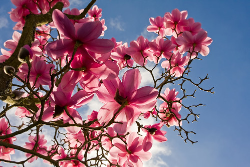 magnolia tree blossom. Magnolia Tree In Bloom