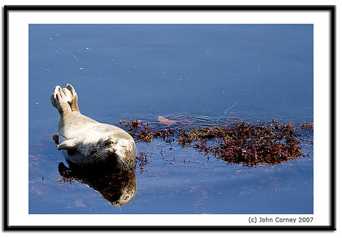 Monterey-Bay-Harbor-Seal