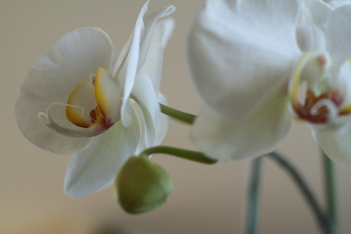 Orchids: Choreographic Flare