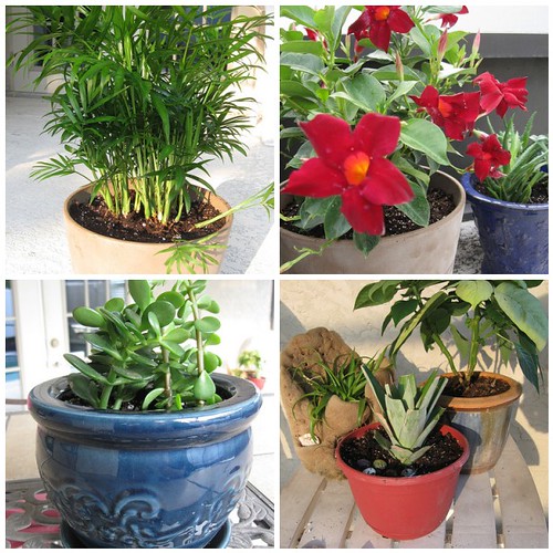palm, red mandevilla, succulents, pineapple, air plant, poinsettia mosaic
