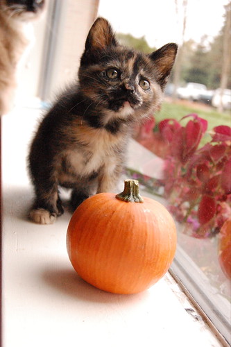 sweet little pumpkin - maddie