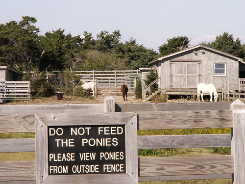 Ocracoke Wild Ponies